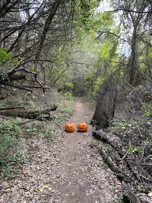 Barton Creek Greenbelt by null