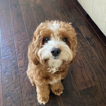 The Pretty Puppy - Before his hair cut - Pet Groomers Near Me - Ontario, California