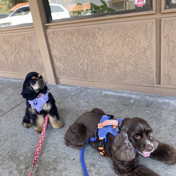Aroma Pets Grooming - Best groomers in town!!! Have all the patience i. World and always have availability! - Pet Groomers Near Me - San Dimas, California