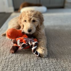 Poodles 2 Doodles - Standard Goldendoodle