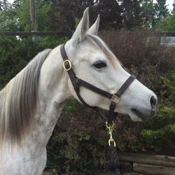 Keno Hills Stable & Tack Shop