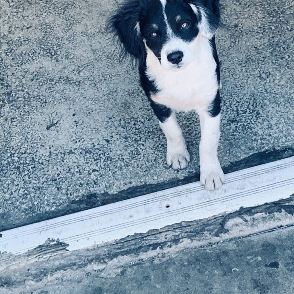 Mountain Aire Veterinary Hospital - Charlie - Veterinarians Near Me - Lebec, California Mountain Aire Veterinary Hospital - Charlie - Veterinarians Near Me - Lebec, California
