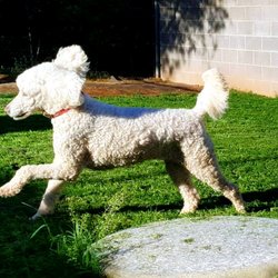 Bark 'N Purr Pet Care Center - Lilly the standard poodle enjoying a nice romp during her extended stay with us!