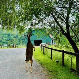 Goat jumping up for a snack.of leaves Goat jumping up for a snack.of leaves