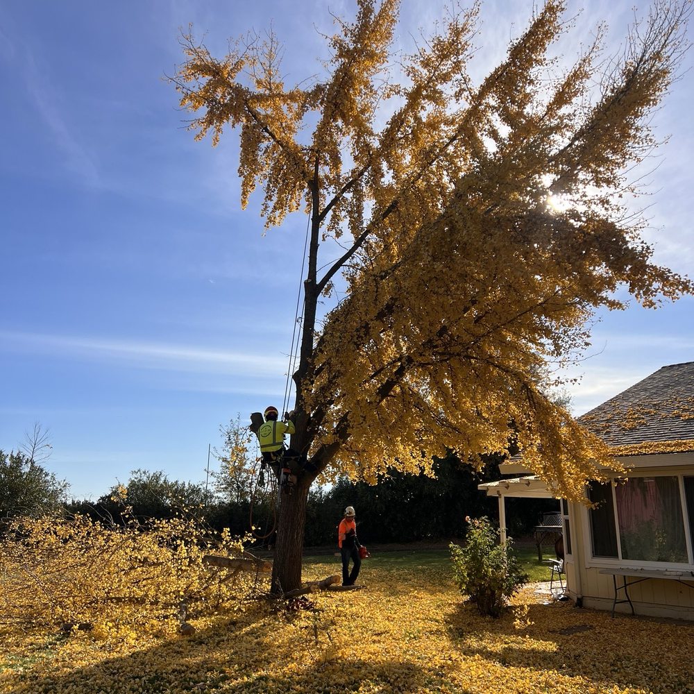 Extreme Tree Service - Tree Services Near Me - Olivehurst, California Extreme Tree Service - Tree Services Near Me - Olivehurst, California
