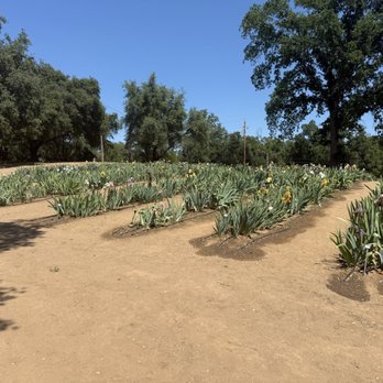 Horton Iris Garden - Irises - Attraction Farms Near Me - Loomis, California