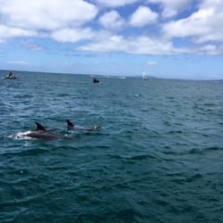 Moonraker Dolphin Swims