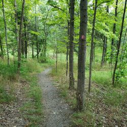 Hopeland Trails