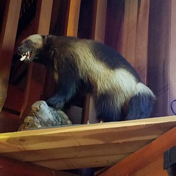 Thirty-Six Saloon - wolverine watching over the bar - Bars Near Me - Rockville, Indiana Thirty-Six Saloon - wolverine watching over the bar - Bars Near Me - Rockville, Indiana