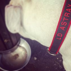 Lead Astray