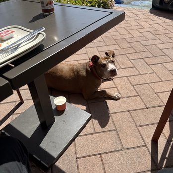 Corner Bakery Cafe - Dog friendly. Leftover Anaheim panini. - Sandwiches Near Me - Irvine, California Corner Bakery Cafe - Dog friendly. Leftover Anaheim panini. - Sandwiches Near Me - Irvine, California