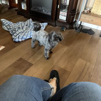 Happy Spa Dogs - Lucy - Pet Groomers Near Me - Vista, California