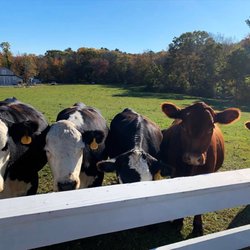 Greener Pasture Farms - The animals themselves are in Greener Pastures! :)