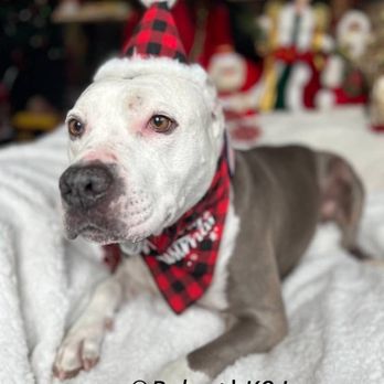 K9 Lounge - Robert took and sent this wonderful picture of our 10 yo Winston! - Pet Boarding Near Me