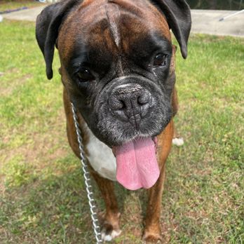 Perfect Paws Pet Sitting - Check out Max sticking his tongue out! - Pet Sitting Near Me Perfect Paws Pet Sitting - Check out Max sticking his tongue out! - Pet Sitting Near Me