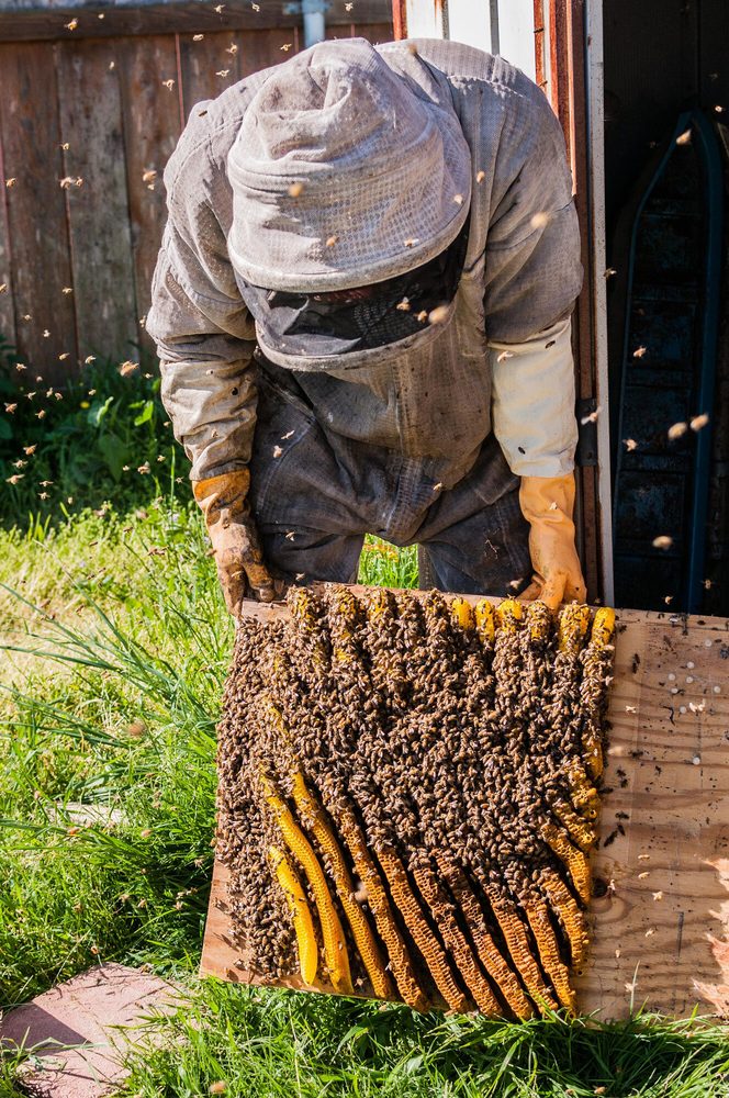 Porteous Apiaries - beekeeping in Los Angeles, CA