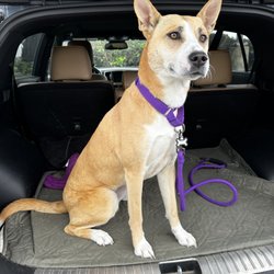 Grooming Wonders - My dog