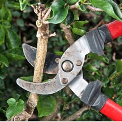 Hollands Tree Care