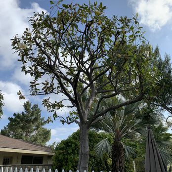 Avina Tree Service - Tree trimmed - Tree Services Near Me