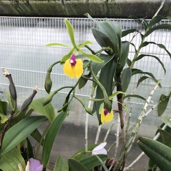 Silva's Orchids - Nurseries & Gardening Near Me - Neptune, New Jersey