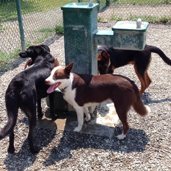 Toad Hollow Dog Park - Waiting in line to get some water from the fountain - Dog Parks Near Me - Davis, California Toad Hollow Dog Park - Waiting in line to get some water from the fountain - Dog Parks Near Me - Davis, California