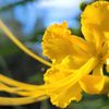 Gifford Arboretum gift card