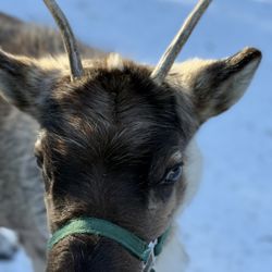 Fairbanks Alaska Tours - Dopey little yearling