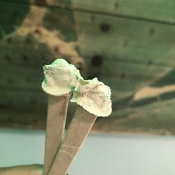 Indie Wax - Nose Waxing