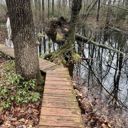 Great Swamp Outdoor Education Center - Mini boardwalk