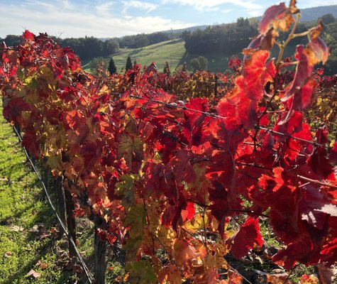 Denner Vineyards by null