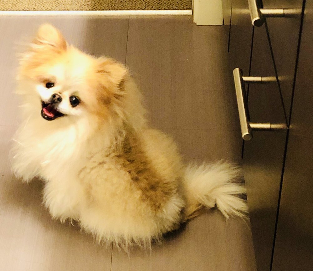 KINGDALE KENNELS Updated August 2024 25 Reviews 6574 Flying Cloud Dr, Eden Prairie