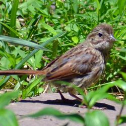 Fort C F Smith Park - House Sparrow.