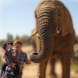 Colchester Zoo - Feeding the elephants at Colchester Zoo