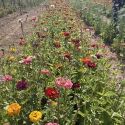 SLO Creek Farms