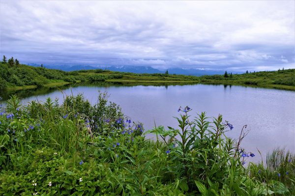 Denali Backcountry Lodge by null