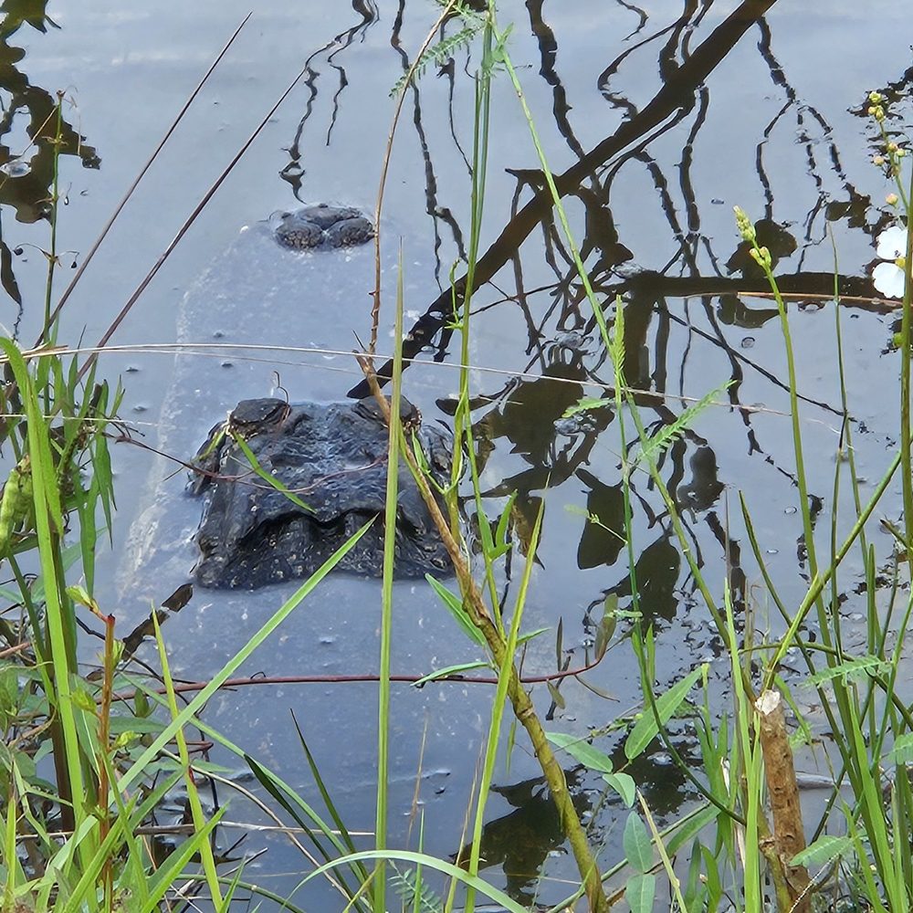 Shark Valley Tram Tours - Gator! - Tours Near Me - Miami, Florida