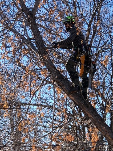 Reliable Tree Care - tree service in Denver, CO