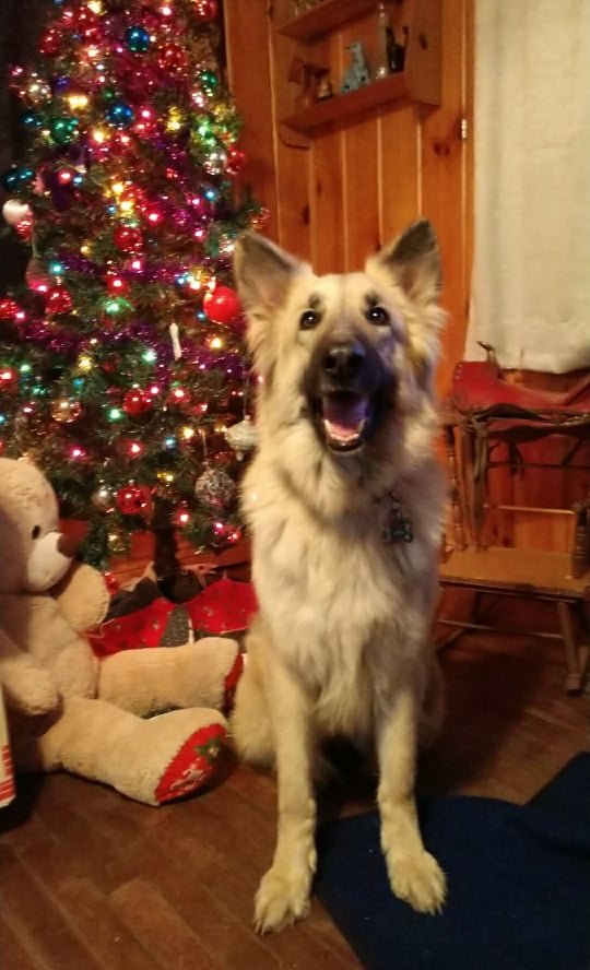 NEW ZION SHILOHS Updated July 2024 Machias, New York Pet Breeders