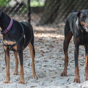 Pendleton King Bark Park - September 9, 2023 - Dog Parks Near Me - Augusta, Georgia
