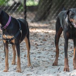 Pendleton King Bark Park - September 9, 2023