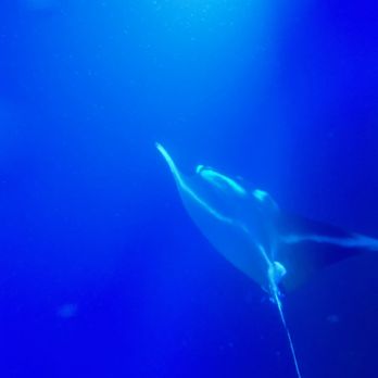 Sunlight On Water - Manta Ray! - Snorkeling Near Me - Kailua-Kona, Hawaii Sunlight On Water - Manta Ray! - Snorkeling Near Me - Kailua-Kona, Hawaii