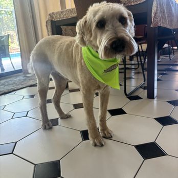 Mobile Pet Grooming - Pet Groomers Near Me Mobile Pet Grooming - Pet Groomers Near Me