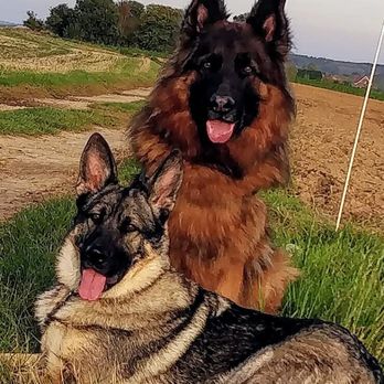 L'Ecole du Chien - Pet Training Near Me - Vaucelles, WHT