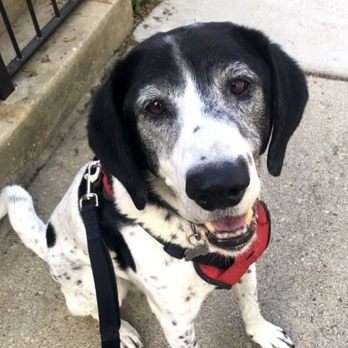 Chicago Pet Sitters - Ru-dy! Ru-dy! Ru-dy! - Dog Walkers Near Me Chicago Pet Sitters - Ru-dy! Ru-dy! Ru-dy! - Dog Walkers Near Me