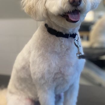 Petco - My handsome son "Monet" looking sharp made by Tatiana - Pet Stores Near Me - Los Angeles, California Petco - My handsome son "Monet" looking sharp made by Tatiana - Pet Stores Near Me - Los Angeles, California