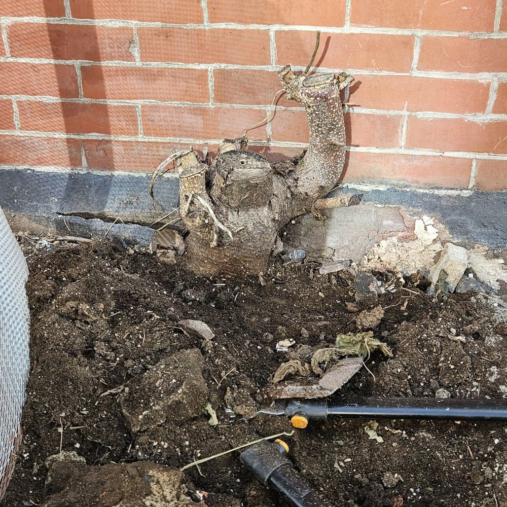 Seal Pro & Landscape - Stump of thed dead tree in the planter - Landscaping Near Me Seal Pro & Landscape - Stump of thed dead tree in the planter - Landscaping Near Me