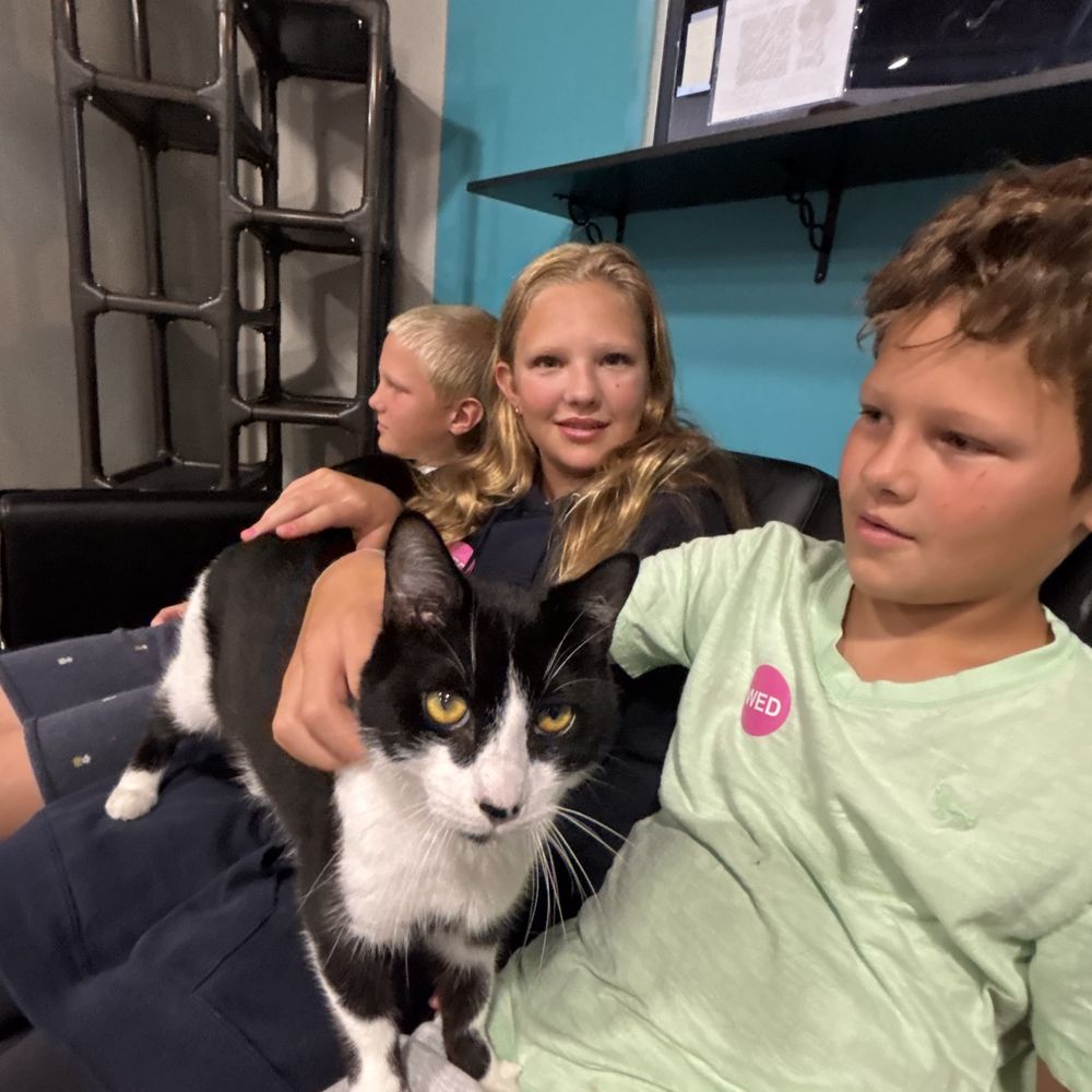 Orlando Cat Cafe - Animal Shelters Near Me - Clermont, Florida
