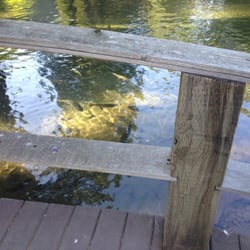 Leaburg Hatchery - Giant trout!