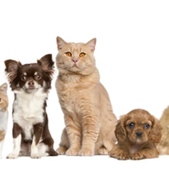 Cedar Creek Animal Clinic - Veterinarians Near Me - Dunlap, Illinois Cedar Creek Animal Clinic - Veterinarians Near Me - Dunlap, Illinois
