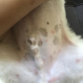 Bubbly Bows Pet Salon - Pet Groomers Near Me - Apopka, Florida Bubbly Bows Pet Salon - Pet Groomers Near Me - Apopka, Florida